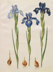 アイリスxiphioides